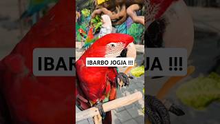 Temenin arka main di ibarbo yukkk shortvideo shorts ibarbopark jogjakarta indonesia [upl. by Otnas]