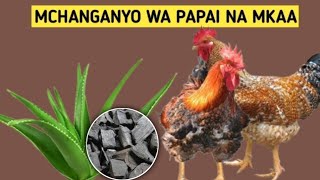 TIBA YA ASILI NZURI KWA KUKU AINA ZOTE USINUNUE TENA DAWA ZA KUKU chicken poultryfarming [upl. by Barbey918]