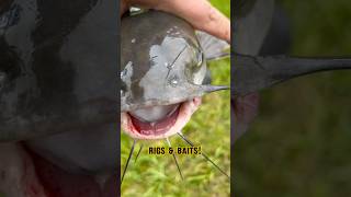 The BEST Catfishing BAITS amp RIGS shorts fishing catfish [upl. by Nocaj]