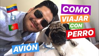 COMO VIAJAR CON TU MASCOTA EN AVION PUG CARLINO [upl. by Pamelina]