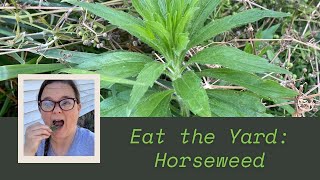 Eat the Yard  Horseweed [upl. by Profant408]