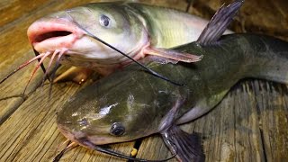 How to catch catfish  How to cook catfish  How to clean catfish [upl. by Viens]