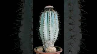 Melocactus azureus [upl. by Meter774]