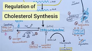 Regulation of Cholesterol Synthesis  Biochemistry [upl. by Odnanreh]