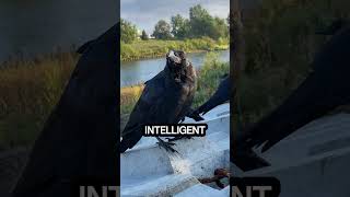 quotCrows Are Smarter Than a 7YearOld Human 🐦🧠 AnimalFactsquot amazinganimals facts [upl. by Alicsirp]