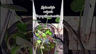 Hydrocotyle vulgaris propagation in water succulentsanctuary plants follow succulentsanctuary [upl. by Anisor716]