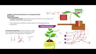 TRANSPIRATION amp ITS FACTORS 5090 O LEVEL BIOLOGY [upl. by Lienaj]