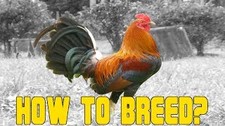 How to Breed Chicken A Beginners Guide [upl. by Ignacius]