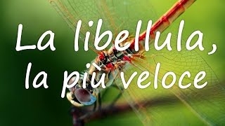 Insetti da record la libellula la più veloce [upl. by Nednerb]