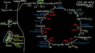 BIOCHEM 43  Krebs Cycle Citric Acid Cycle [upl. by Acinomad]