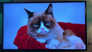 Grumpy Cat on Jeopardy [upl. by Willumsen779]