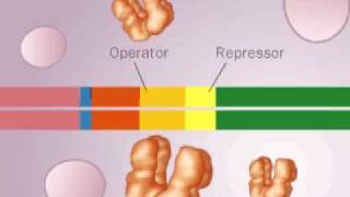 operon LAC [upl. by Wilt]