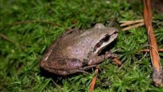 Pseudacris nigrita  Southern chorus frog [upl. by Klemens268]