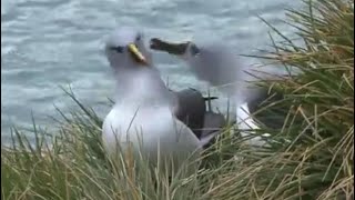 Grey Headed Albatross [upl. by Strain]