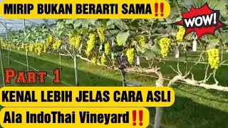 GAWAT‼️ Gagal Paham Metode Ala IndoThai Reaction bersama AnggolaGarden argaurbanfarming [upl. by Linda]