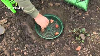 Planter des bulbes les outils pour planter des bulbes en pleine terre  Truffaut [upl. by Ninerb]