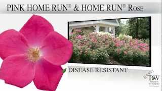 Proven Winners® Gardener Channel Proven Winners® Home Run® Rosa [upl. by Correna]