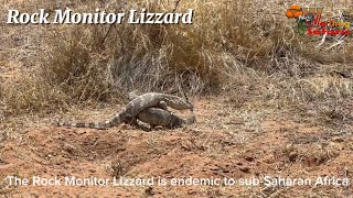 Rock Monitor Lizard Mating Dance [upl. by Adnilg]