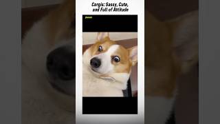 corgi funny puppies short corgi [upl. by Oicatsana615]