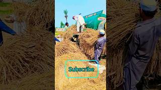 New Holland Al Ghazi 65hp Tractor 2025 Model with Thresher MachineTractor Working Extra Heavy Duty [upl. by Alexandrina870]