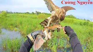 Huấn Luyện Chim Săn Mồi  Goshawk Săn Cò Lửa  Trích Ré  Hawking Falconry [upl. by Eerdua]