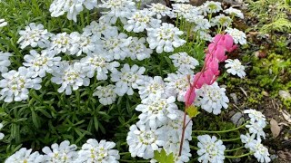 Candytuft Iberis Sempervirens  Time to Bloom April 23 [upl. by Viviene]