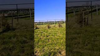 WalkWithMe Solar quotfarmquot solar naturelover shortsvideo [upl. by Emily148]