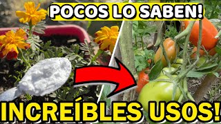 5 Usos ASOMBROSOS Del BICARBONATO En Las PLANTAS  Insecticida  Fungicida Casero Repele PLAGAS [upl. by Elacsap]