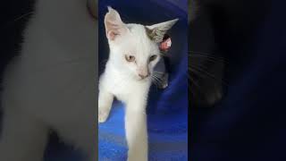 Tag ur Cat lovers friends 🐱 hindisong song music explore love youtubeshorts [upl. by Htiekel498]