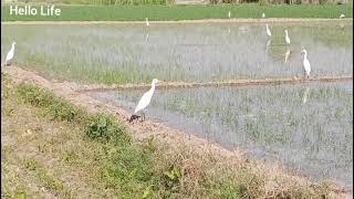 Herons enjoying in the water [upl. by Tompkins]