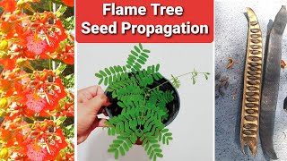 Flame Tree Seed Propagation  Delonix Regia Royal Poinciana [upl. by Sandye580]