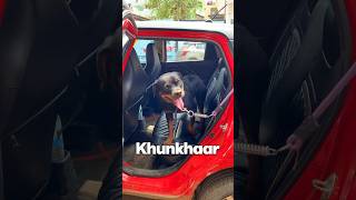 Khunkhaar kutta car ke andar😱☠️minivlog youtubeshorts shorts [upl. by Molly]