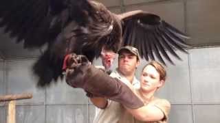 Bula A Lappet Faced Vulture With Attitude  Moholoholo South Africa [upl. by Bamby]