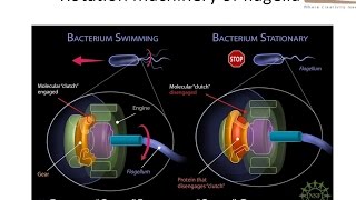 Rotation machinary of bacterial flagella [upl. by Aloysia]