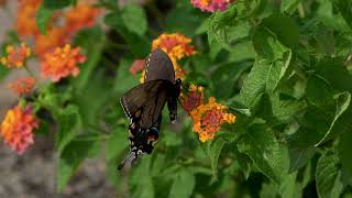 Spicebush Swallowtail Butterfly [upl. by Ardied]