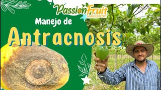 Manejo de ANTRACNOSIS en Maracuyá 🦠 Management of Anthracnose in Passion fruit [upl. by Atlas763]