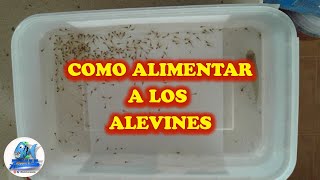 COMO ALIMENTAR A LOS ALEVINES [upl. by Sivla969]