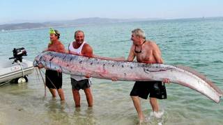 Le Régalec  à la recherche du serpent de mer géant [upl. by Hubble]