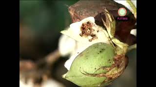 PINK BOLLWORM IN COTTON [upl. by Froh]