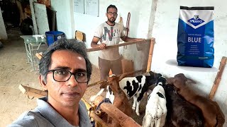 Calf Rearing with Milk Replacer DrMuzzammil PkJanwarMandi JaniBest shehrmaindihat [upl. by Zachar919]