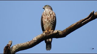 1130910 The Chinese sparrowhawk is a autumn migrant in NeiHu [upl. by Ahsinal678]