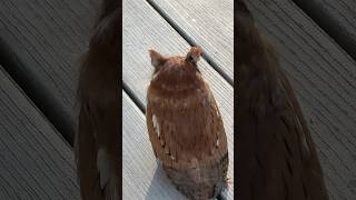 An Omen This Eastern Screech Owl was on the deck this morning Possible meaning  death 😬 [upl. by Brout]