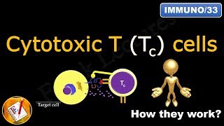 Cytotoxic T Tc cells or Killer T cells FLImmuno33 [upl. by Amerak]