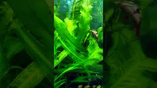 Real Aquatic Planted Tank Setup  Female Betta Fish  Pencil Tetra Fish  relaxingmusic fishlover [upl. by Svensen678]