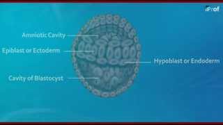 Gastrulation  Formation of Germ Layers [upl. by Aivata81]