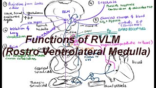 Basic functions of RVLM  Rostro Ventrolateral Medulla BP regulation [upl. by Hoover163]