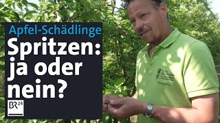 Schädlinge an Apfelbäumen Insektizide spritzen und weitere Bekämpfungsmethoden  Abendschau  BR24 [upl. by Pesvoh]