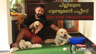 Labrador Chilly the Lab Gypsysoul Petseries  അങ്ങനെ ചില്ലിയും അമ്മയായി [upl. by Wolfgang]