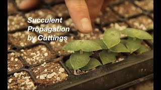 How to Propagate Stacked Crassulas [upl. by Eimmij]