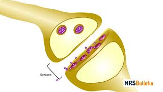 Quantum materials pave the path for synthetic neuroscience [upl. by Aneehsat845]